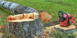 How Our Tree Care Process Works  in  Elmwood Park, NJ