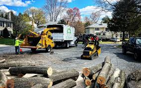 Best Seasonal Cleanup (Spring/Fall)  in Elmwood Park, NJ