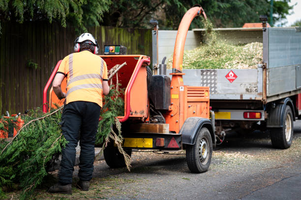 Best Commercial Tree Services  in Elmwood Park, NJ