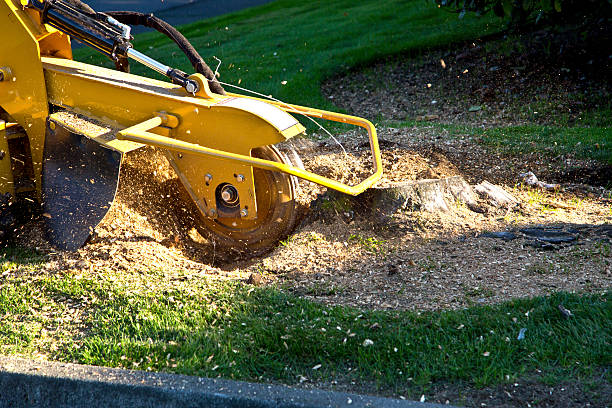 Best Stump Grinding and Removal  in Elmwood Park, NJ